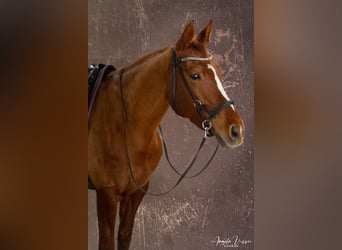Belgisches Warmblut, Stute, 6 Jahre, 162 cm, Fuchs