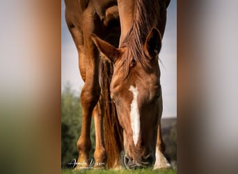Belgisches Warmblut, Stute, 6 Jahre, 162 cm, Fuchs