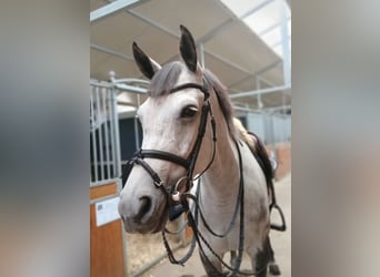 Belgisches Warmblut, Stute, 6 Jahre, 163 cm, Schimmel