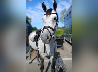 Belgisches Warmblut, Stute, 6 Jahre, 163 cm, Schimmel