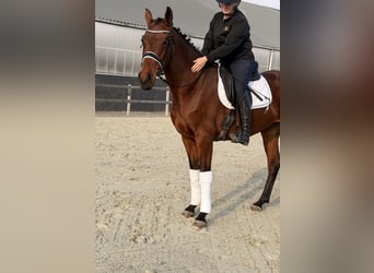 Belgisches Warmblut, Stute, 6 Jahre, 164 cm, Brauner