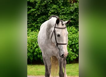 Belgisches Warmblut, Stute, 6 Jahre, 164 cm, Schimmel