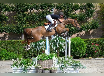 Belgisches Warmblut, Stute, 6 Jahre, 165 cm, Fuchs