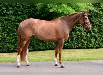 Belgisches Warmblut, Stute, 6 Jahre, 165 cm, Fuchs