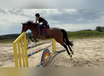 Belgisches Warmblut, Stute, 6 Jahre, 166 cm, Dunkelbrauner