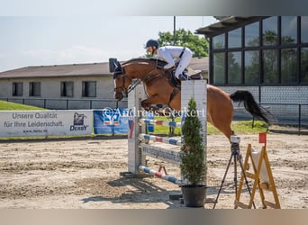 Belgisches Warmblut, Stute, 6 Jahre, 166 cm, Rotbrauner