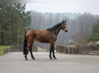 Belgisches Warmblut, Stute, 6 Jahre, 167 cm, Brauner
