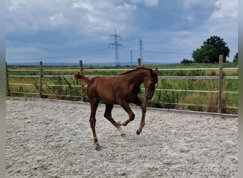 Belgisches Warmblut, Stute, 6 Jahre, 168 cm, Brauner