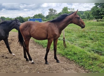 Belgisches Warmblut, Stute, 6 Jahre, 168 cm, Brauner