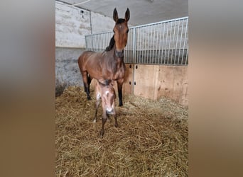 Belgisches Warmblut, Stute, 6 Jahre, 168 cm, Brauner