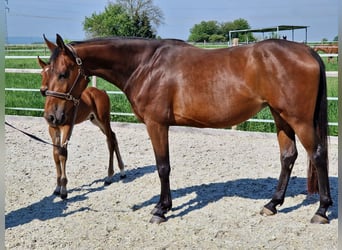 Belgisches Warmblut, Stute, 6 Jahre, 168 cm, Brauner