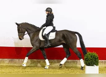 Belgisches Warmblut, Stute, 6 Jahre, 169 cm, Dunkelbrauner