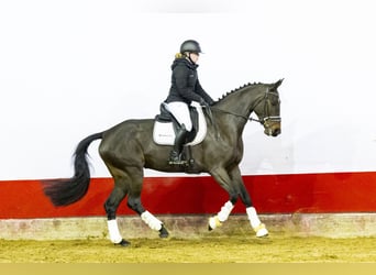 Belgisches Warmblut, Stute, 6 Jahre, 169 cm, Dunkelbrauner