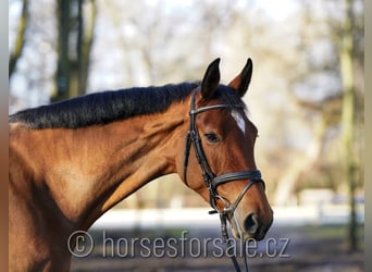 Belgisches Warmblut, Stute, 6 Jahre, 170 cm, Brauner