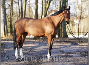 Belgisches Warmblut, Stute, 6 Jahre, 170 cm, Brauner