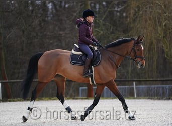 Belgisches Warmblut, Stute, 6 Jahre, 170 cm, Brauner