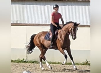 Belgisches Warmblut, Stute, 6 Jahre, 170 cm, Brauner