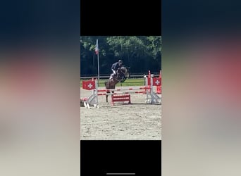 Belgisches Warmblut, Stute, 6 Jahre, 170 cm, Dunkelbrauner