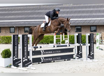 Belgisches Warmblut, Stute, 6 Jahre, 170 cm, Dunkelfuchs