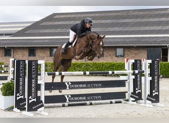 Belgisches Warmblut, Stute, 6 Jahre, 170 cm, Dunkelfuchs