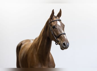 Belgisches Warmblut, Stute, 6 Jahre, 170 cm, Dunkelfuchs