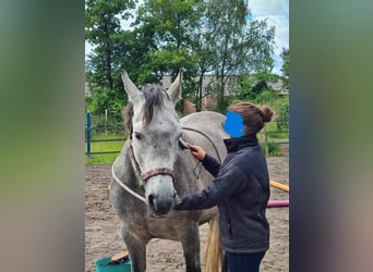 Belgisches Warmblut Mix, Stute, 7 Jahre, 152 cm, Braunfalbschimmel