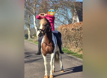 Belgisches Warmblut, Stute, 7 Jahre, 162 cm, Schecke