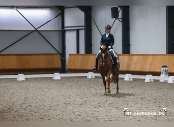 Belgisches Warmblut, Stute, 7 Jahre, 165 cm, Fuchs