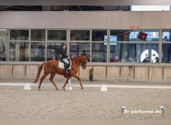 Belgisches Warmblut, Stute, 7 Jahre, 165 cm, Fuchs