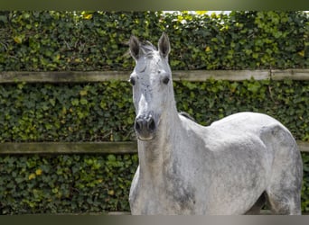 Belgisches Warmblut, Stute, 7 Jahre, 166 cm, Schimmel