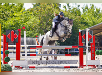 Belgisches Warmblut, Stute, 7 Jahre, 167 cm, Schimmel