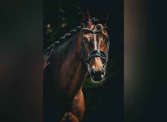 Belgisches Warmblut, Stute, 7 Jahre, 168 cm, Brauner