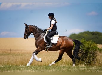 Belgisches Warmblut, Stute, 7 Jahre, 168 cm, Brauner