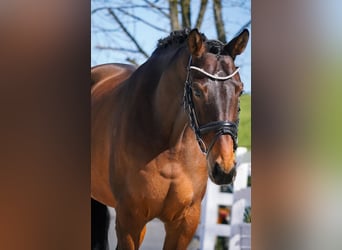 Belgisches Warmblut, Stute, 7 Jahre, 168 cm, Brauner