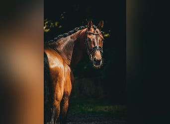 Belgisches Warmblut, Stute, 7 Jahre, 168 cm, Brauner