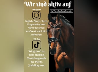 Belgisches Warmblut, Stute, 7 Jahre, 168 cm, Brauner