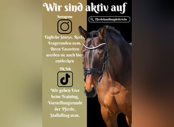 Belgisches Warmblut, Stute, 7 Jahre, 168 cm, Brauner