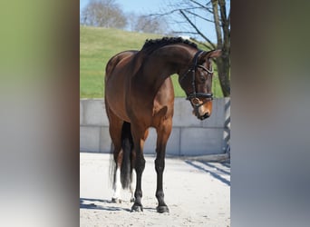 Belgisches Warmblut, Stute, 7 Jahre, 168 cm, Brauner