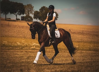 Belgisches Warmblut, Stute, 7 Jahre, 168 cm, Brauner