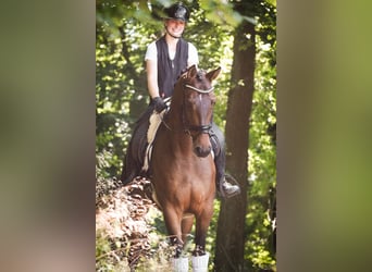 Belgisches Warmblut, Stute, 7 Jahre, 168 cm, Brauner