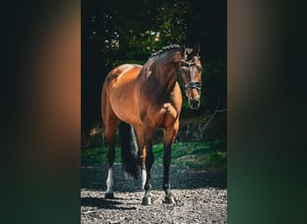 Belgisches Warmblut, Stute, 7 Jahre, 168 cm, Brauner