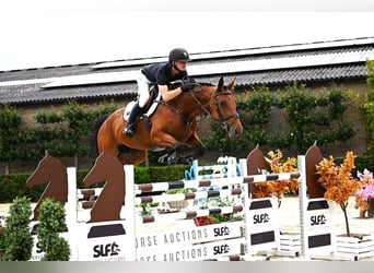 Belgisches Warmblut, Stute, 7 Jahre, 168 cm, Brauner