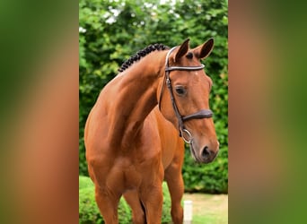 Belgisches Warmblut, Stute, 7 Jahre, 168 cm, Brauner