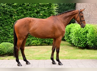 Belgisches Warmblut, Stute, 7 Jahre, 168 cm, Brauner