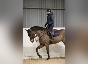 Belgisches Warmblut, Stute, 7 Jahre, 168 cm, Brauner
