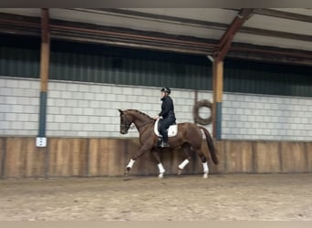 Belgisches Warmblut, Stute, 7 Jahre, 168 cm, Fuchs