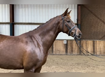 Belgisches Warmblut, Stute, 7 Jahre, 168 cm, Fuchs