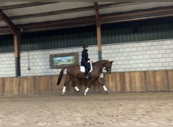 Belgisches Warmblut, Stute, 7 Jahre, 168 cm, Fuchs