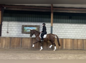 Belgisches Warmblut, Stute, 7 Jahre, 168 cm, Fuchs