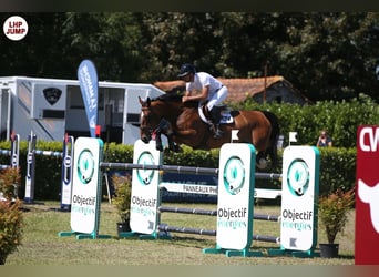 Belgisches Warmblut, Stute, 7 Jahre, 168 cm, Rotbrauner